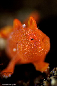 Juvenile Frogfish! No crop.Taken with 100mm macro lens an... by Iyad Suleyman 